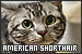  Cats: American Shorthair