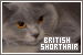  Cats: British Shorthair