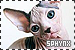  Cats: Sphynx